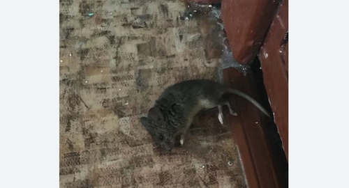 Дезинфекция от мышей в Калуге